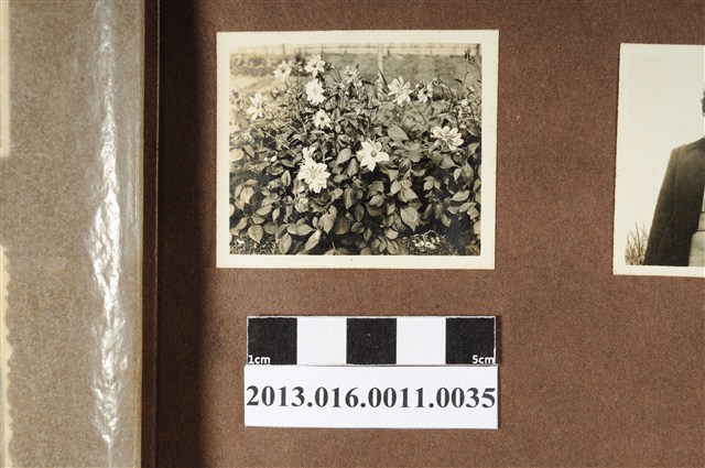 花叢一隅 (共2張)