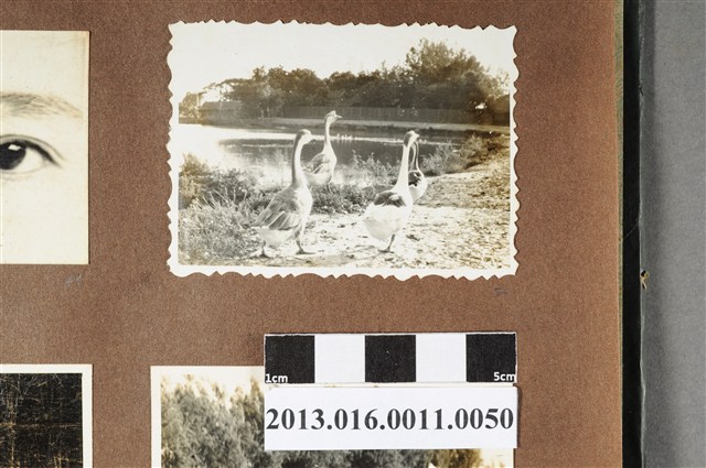 岸邊鵝群 (共2張)