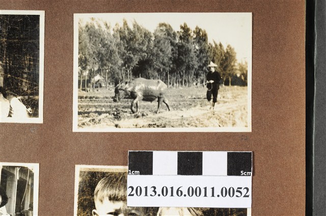 鄉間農人與水牛 (共2張)