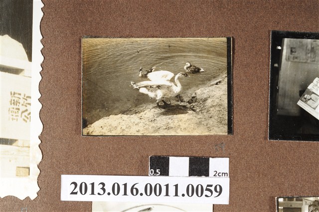 池畔鵝群 (共2張)