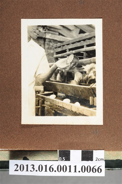 男子餵食雞飼料照 (共2張)