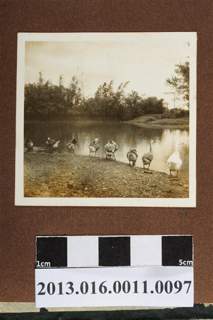 岸邊鵝群 (共2張)