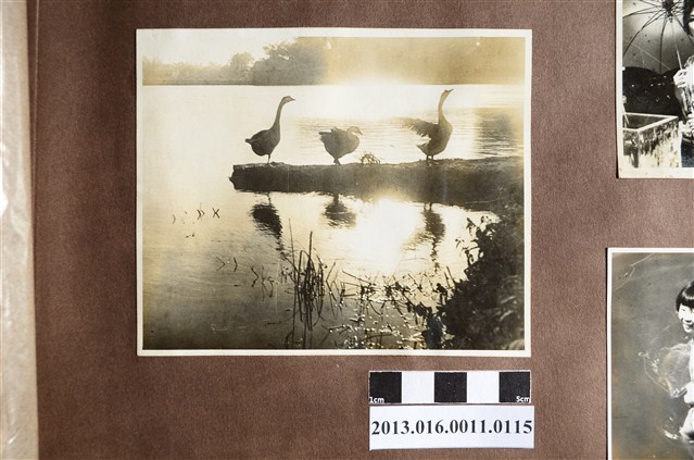 岸邊鵝群剪影 (共2張)