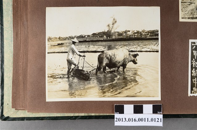 鄉間農人與水牛犁田 (共2張)