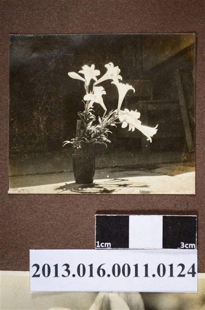 百合盆景 (共2張)