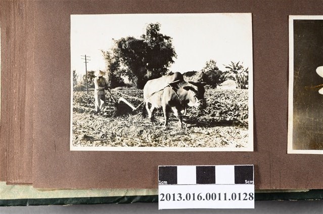 鄉間農人與水牛耕田 (共2張)