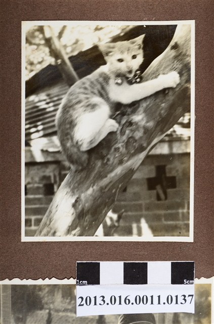 樹上貓咪 (共2張)