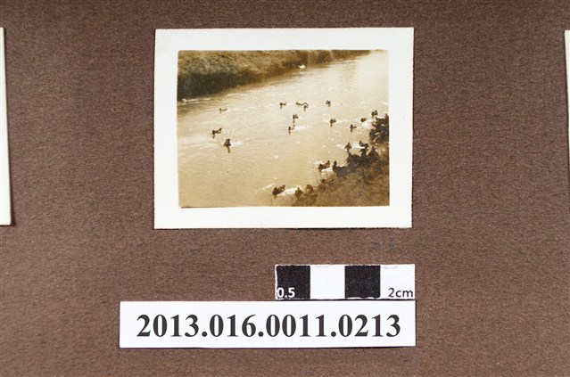 河邊群鴨 (共2張)