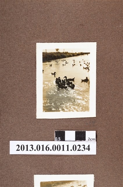 河邊群鴨 (共2張)