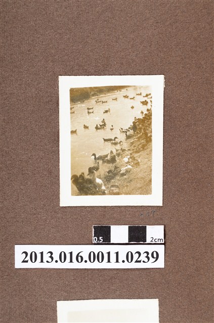 河邊群鴨 (共2張)