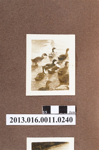 河邊群鴨 (共2張)