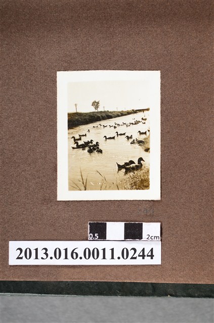 河邊群鴨 (共2張)