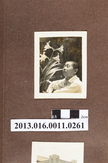 男童與孤挺花 (共2張)