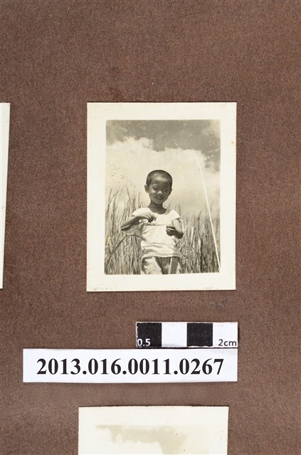 男童草叢間嬉戲 (共2張)