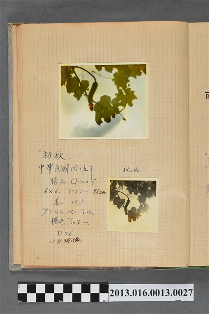 民國45年絲瓜藤照片2張 (共2張)