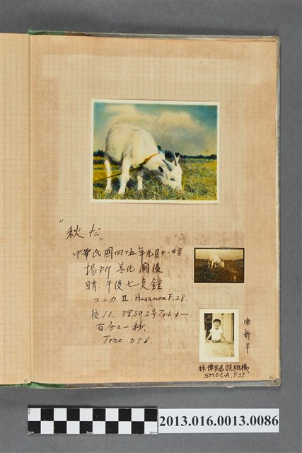 民國45年9月12日山羊於善化廟後照以及陳新平獨照共3張 (共2張)