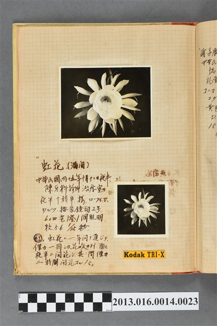民國45年10月13日花2張 (共2張)