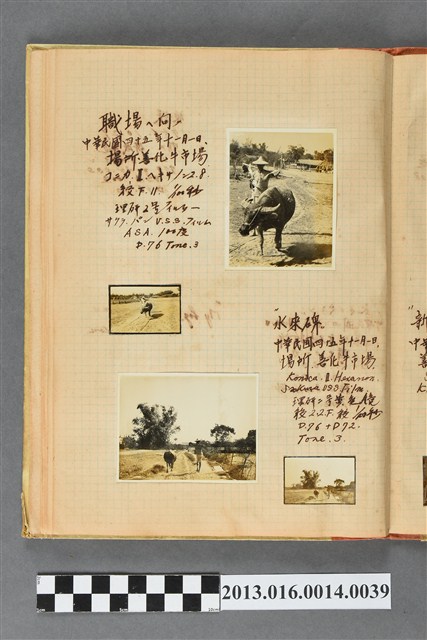 民國45年善化鄉間小路農夫與牛剪影4張 (共2張)