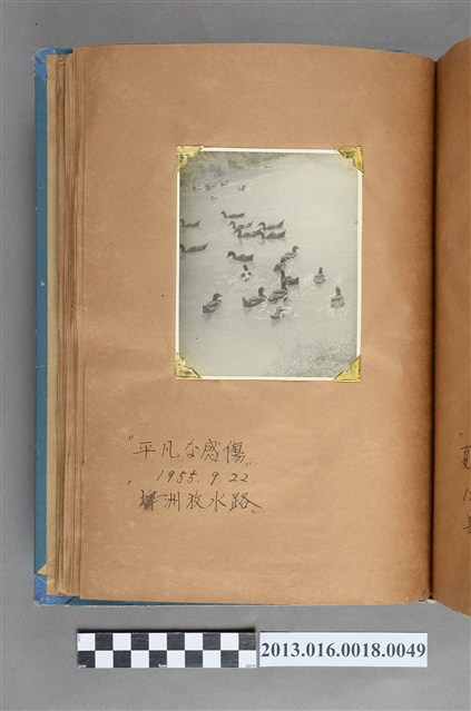 1955年9月22日鴨子於埤洲排水渠中 (共1張)