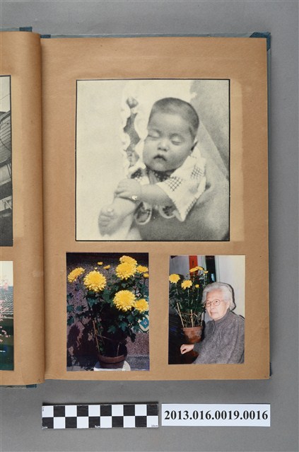 沉睡中的嬰兒剪報、菊花靜物照與老嫗與菊花合照3張 (共1張)