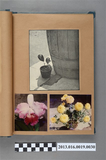 木桶旁的小花盆剪報與蘭花、菊花靜物照 (共1張)