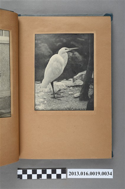 白鷺鷥剪報 (共1張)