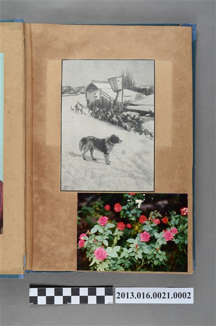 街道上的狗剪報與紅薔薇照2張 (共3張)