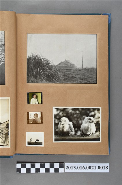 風景剪報、陳崧波妻子獨照、陳美惠獨照、鄉村農夫和牛合照與兩隻小雞照5張 (共6張)