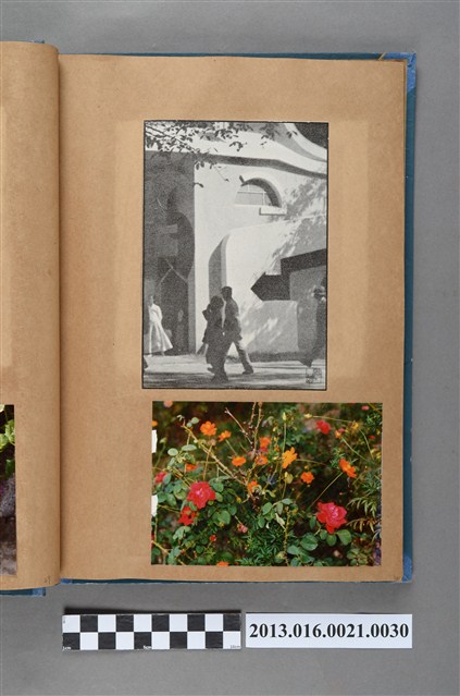 建物街景剪報與薔薇和黃花波斯菊照2張 (共3張)