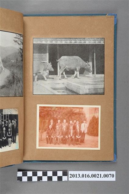 黃牛行走路邊剪報與陳崧波和眾友人合照2張 (共3張)