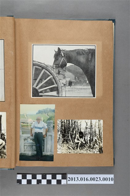 馬匹剪報以及陳崧波與裸女照共3張 (共1張)