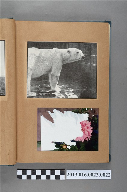 北極熊剪報與花卉照 (共1張)
