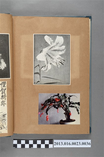 花卉剪報與照片 (共1張)