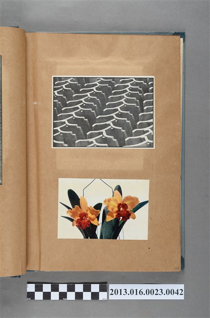 風景剪報與花卉照 (共1張)