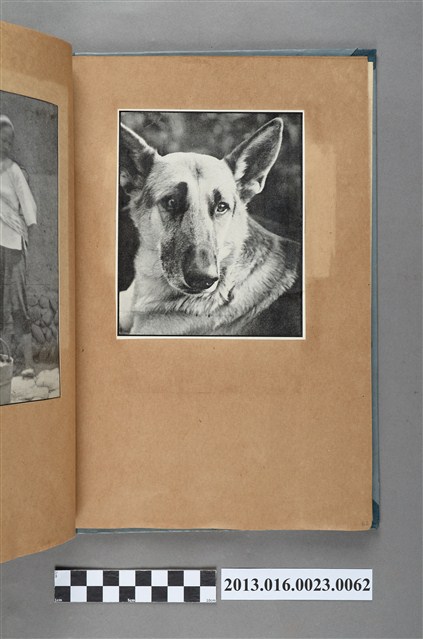 狼犬剪報 (共1張)