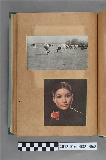 牛群與女子剪報2張 (共1張)