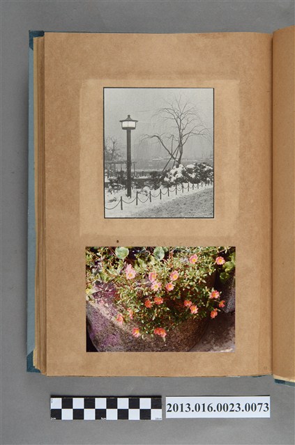 雪景剪報與花卉照 (共1張)