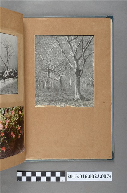 樹木剪報 (共1張)