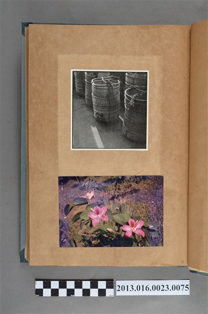 竹簍剪報與花卉照 (共1張)