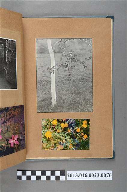 樹木剪報與花卉照 (共1張)