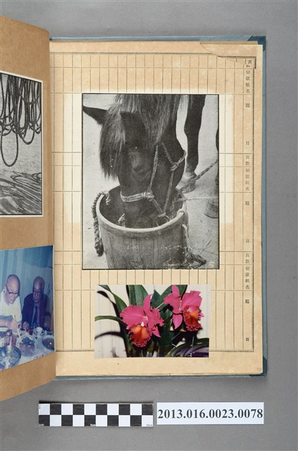 馬吃飼料剪報與花卉照 (共1張)