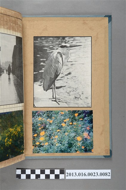 夜鷺剪報與花卉照 (共1張)