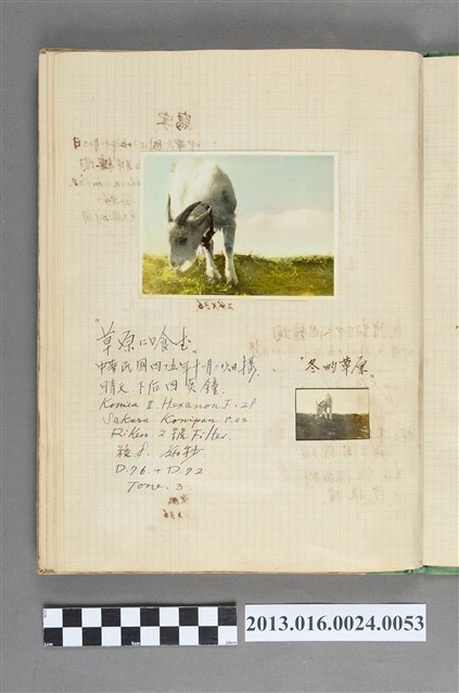 民國45年12月26日山羊吃草照2張 (共1張)