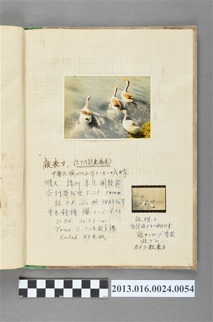 民國45年12月26日鵝群照2張 (共1張)