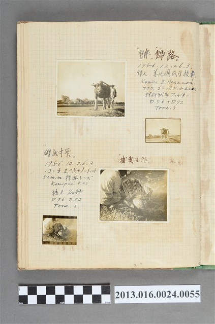 民國45年12月26日於善化國民學校前牧牛照與於埤底捕魚照共2張 (共1張)