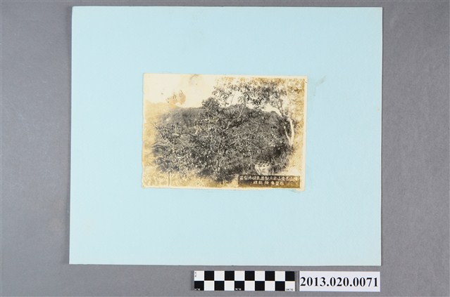 橫山名產山東水梨苗 青構水梨苗  (共2張)