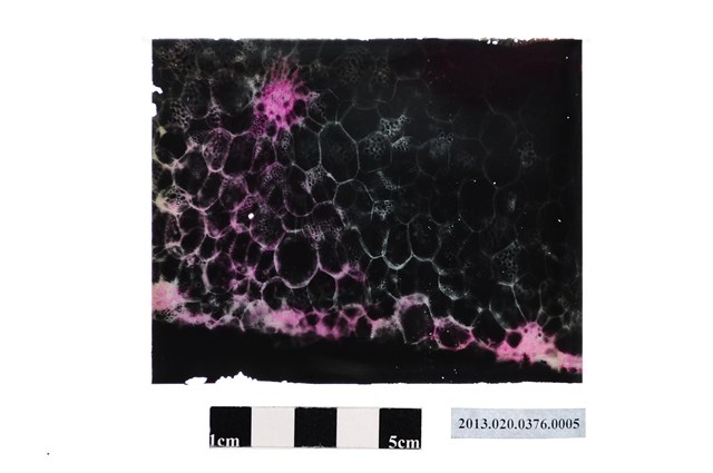 臺灣大學農學院顯微玻璃底片 (共2張)