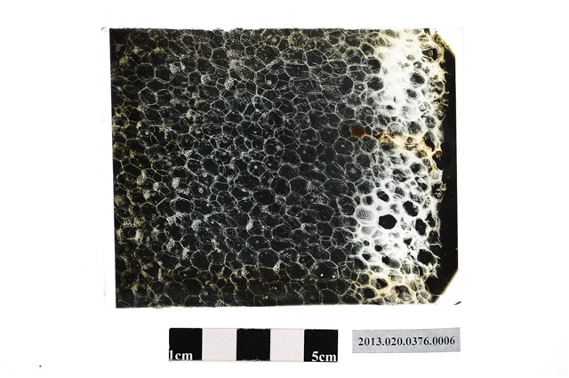 臺灣大學農學院顯微玻璃底片 (共2張)