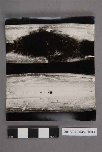 植物病害「Cerat+Monilia」照 (共4張)