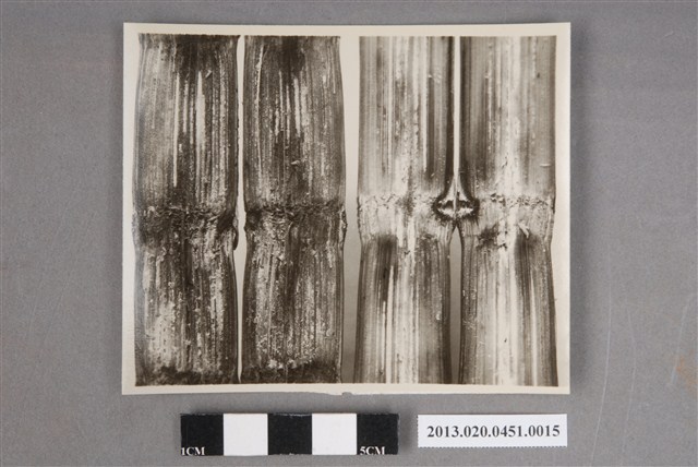 植物病害「Cerat+y」照 (共4張)